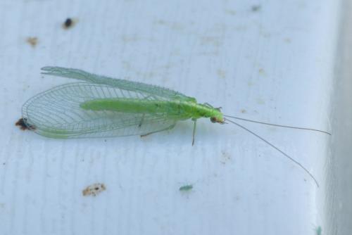 Chrysoperla sp.